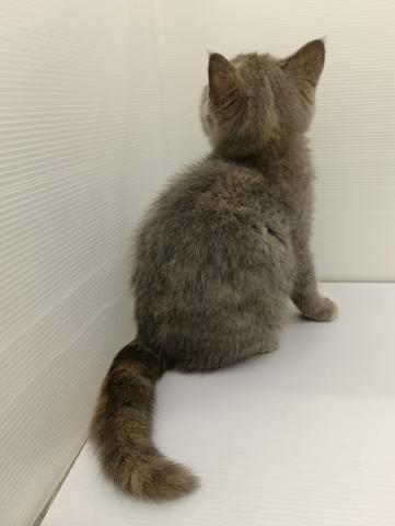 秋田県のブリティッシュショートヘアー (ペットアミ 本荘インター店/2026年5月23日生まれ/女の子/ブルークリーム)の子猫の3枚目の画像