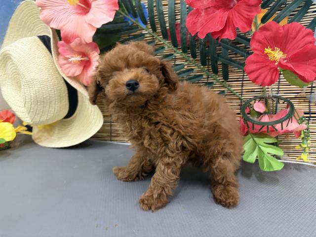 秋田県のトイプードル(トイ) (ペットアミ 秋田卸町店/2026年5月28日生まれ/男の子/レッド)の子犬の2枚目の画像