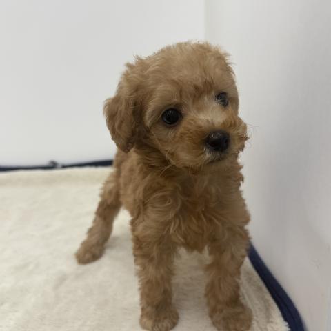三重県のトイプードル(トイ) (ペットアミ 松阪店/2026年3月14日生まれ/男の子/レッド)の子犬の4枚目の画像