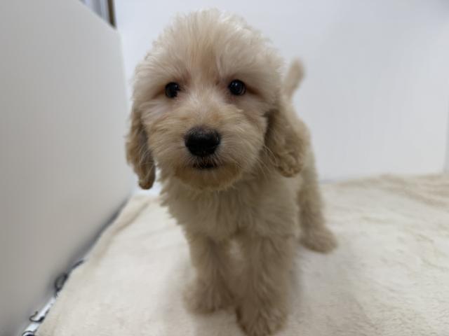 三重県のハーフ犬・ミックス犬 (ペットアミ 松阪店/2026年6月14日生まれ/男の子/その他色)の子犬の1枚目の画像
