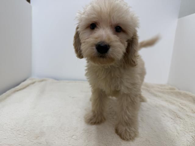 三重県のハーフ犬・ミックス犬 (ペットアミ 松阪店/2026年6月14日生まれ/男の子/その他色)の子犬の2枚目の画像
