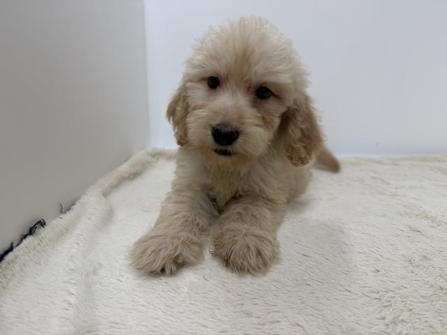三重県のハーフ犬・ミックス犬 (ペットアミ 松阪店/2026年6月14日生まれ/男の子/その他色)の子犬の3枚目の画像