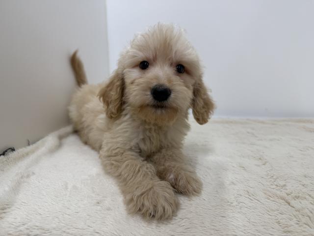 三重県のハーフ犬・ミックス犬 (ペットアミ 松阪店/2026年6月14日生まれ/男の子/その他色)の子犬の4枚目の画像