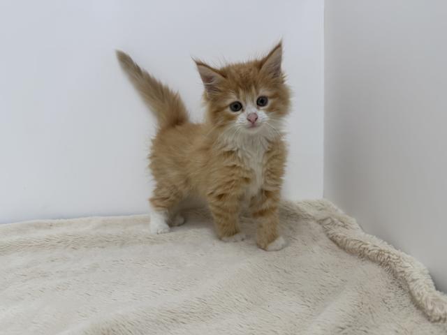 ノルウェージャンフォレストキャット