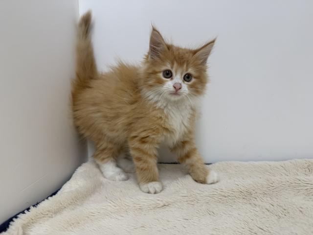 ノルウェージャンフォレストキャット