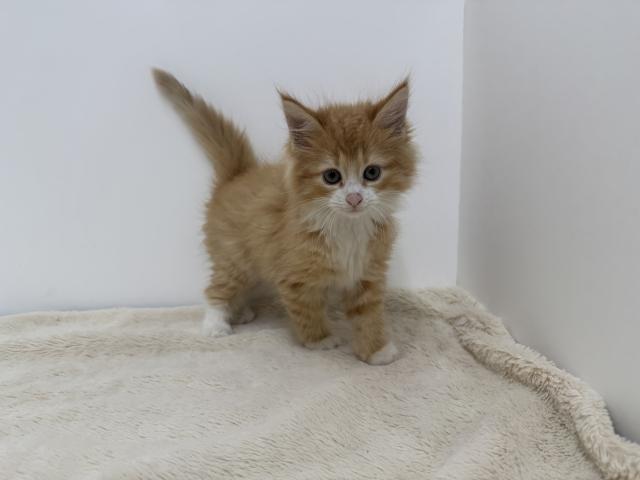 ノルウェージャンフォレストキャット