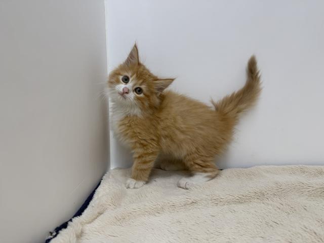ノルウェージャンフォレストキャット