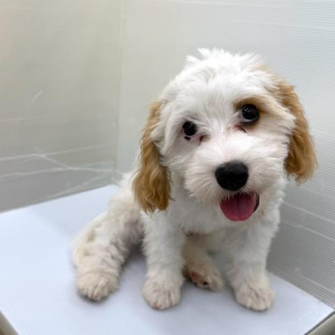 秋田県のハーフ犬・ミックス犬 (ペットアミ 本荘インター店/2026年2月27日生まれ/男の子/ブレンハイム)の子犬の4枚目の画像