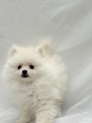 広島県のポメラニアン (ペットアミ 大竹店/2026年4月25日生まれ/男の子/クリーム)の子犬の3枚目の画像