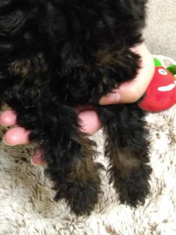 岩手県のトイプードル(トイ) (ペットアミ 花巻店/2026年4月9日生まれ/女の子/ブラック)の子犬の2枚目の画像