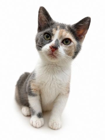 広島県のマンチカン (ペットアミ 大竹店/2026年5月23日生まれ/女の子/ダイリュートキャリコ)の子猫の3枚目の画像