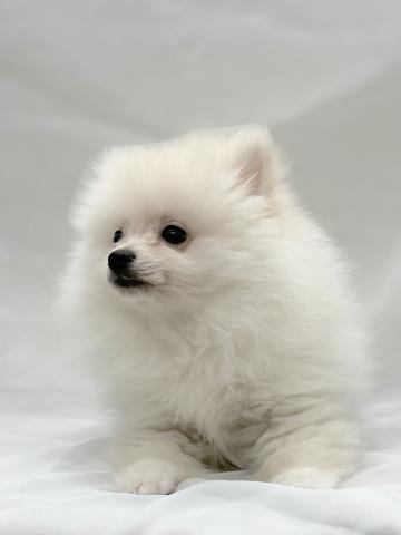 広島県のポメラニアン (ペットアミ 大竹店/2026年4月25日生まれ/男の子/クリーム)の子犬の4枚目の画像
