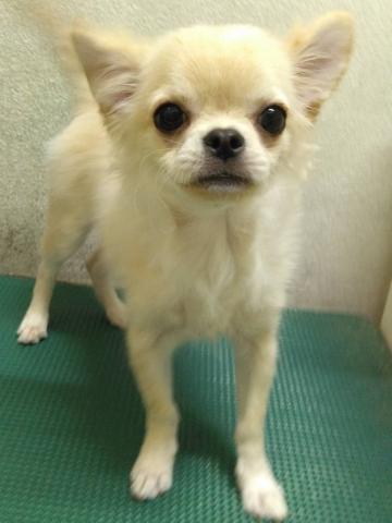 岩手県のチワワ(ロング) (ペットアミ 花巻店/2026年3月29日生まれ/男の子/クリーム)の子犬の2枚目の画像
