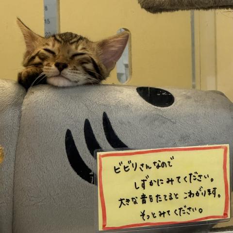 広島県のベンガル (ペットアミ 大竹店/2026年5月26日生まれ/男の子/スチールブルータン)の子猫の4枚目の画像