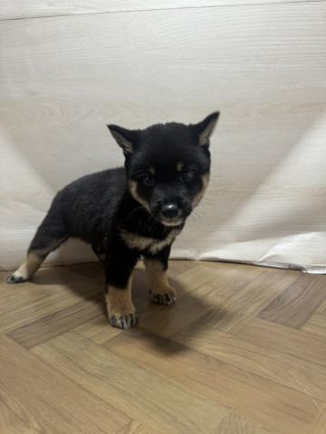 豆柴犬