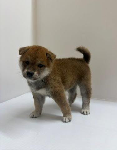 柴犬