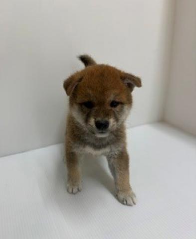 柴犬
