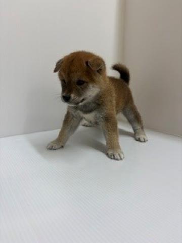 柴犬
