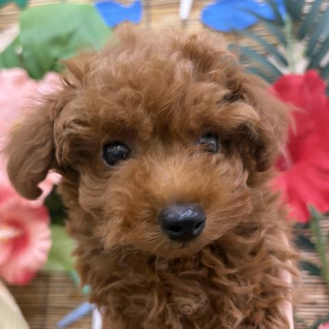 秋田県のトイプードル(トイ) (ペットアミ 秋田卸町店/2026年5月28日生まれ/男の子/レッド)の子犬の1枚目の画像