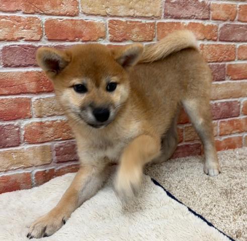石川県の柴犬(標準サイズ) (ペットアミ 津幡店/2026年5月8日生まれ/女の子/赤)の子犬の1枚目の画像