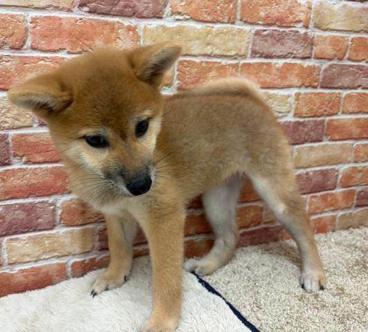 石川県の柴犬(標準サイズ) (ペットアミ 津幡店/2026年5月8日生まれ/女の子/赤)の子犬の2枚目の画像