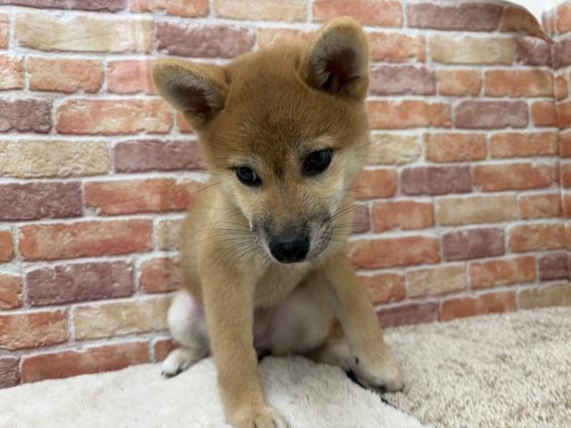 石川県の柴犬(標準サイズ) (ペットアミ 津幡店/2026年5月8日生まれ/女の子/赤)の子犬の3枚目の画像