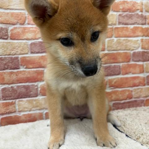 石川県の柴犬(標準サイズ) (ペットアミ 津幡店/2026年5月8日生まれ/女の子/赤)の子犬の4枚目の画像
