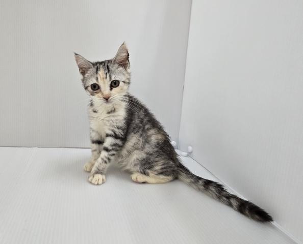 マンチカン