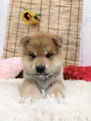 柴犬