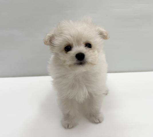 和歌山県のハーフ犬・ミックス犬 (ペットアミ 岩出店/2026年4月3日生まれ/女の子/その他色)の子犬の1枚目の画像