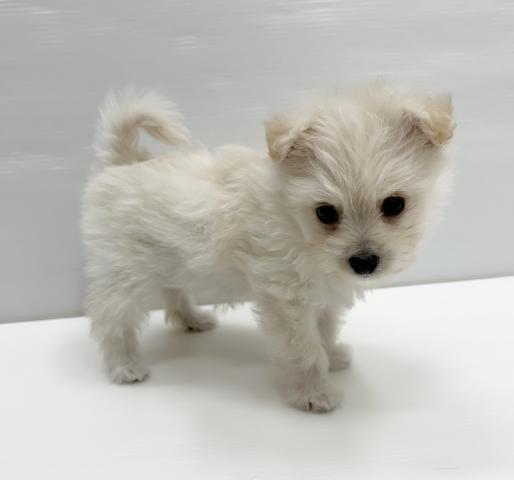 和歌山県のハーフ犬・ミックス犬 (ペットアミ 岩出店/2026年4月3日生まれ/女の子/その他色)の子犬の2枚目の画像