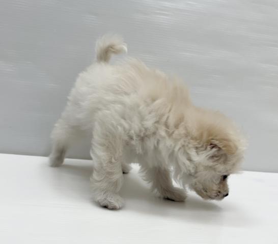 和歌山県のハーフ犬・ミックス犬 (ペットアミ 岩出店/2026年4月3日生まれ/女の子/その他色)の子犬の3枚目の画像