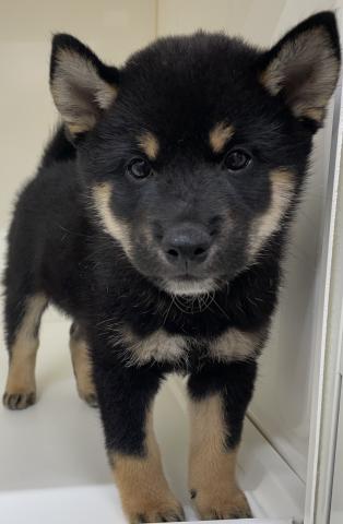 柴犬