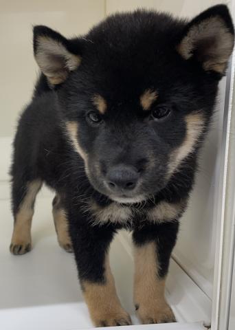 柴犬