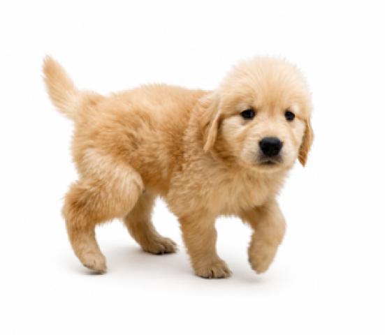 三重県のゴールデンレトリバー (ペットアミ 名張店/2026年5月23日生まれ/男の子/ゴールド)の子犬の3枚目の画像
