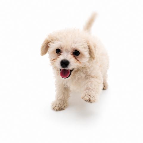 犬ハーフ(ビションフリーゼ×トイプードル)