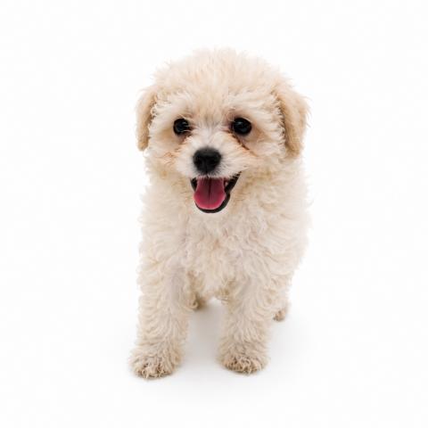 犬ハーフ(ビションフリーゼ×トイプードル)