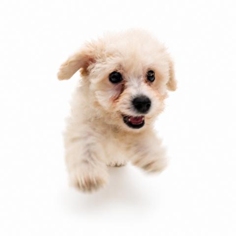 犬ハーフ(ビションフリーゼ×トイプードル)