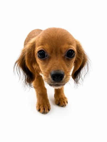 犬ハーフ(チワワ×Mダックス)