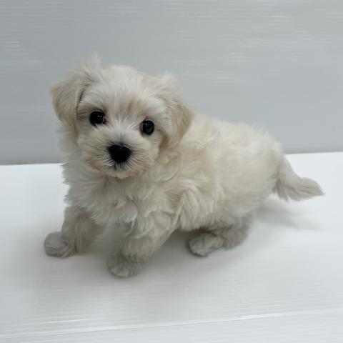 和歌山県のハーフ犬・ミックス犬 (ペットアミ 岩出店/2026年5月9日生まれ/男の子/アプリコット)の子犬の2枚目の画像