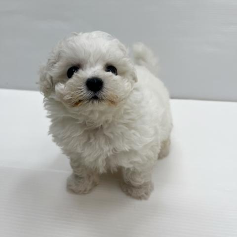 和歌山県のビションフリーゼ (ペットアミ 岩出店/2026年5月8日生まれ/女の子/ホワイト)の子犬の2枚目の画像