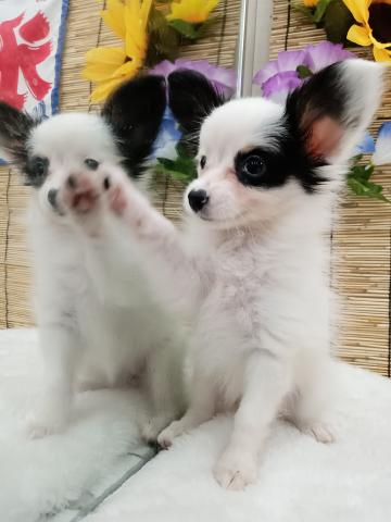 秋田県のパピヨン (ペットアミ 能代東インター店/2026年5月27日生まれ/女の子/トライカラー)の子犬の2枚目の画像