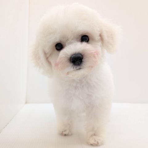 長野県のビションフリーゼ (ペットアミ 中野店/2026年5月6日生まれ/女の子/ホワイト)の子犬