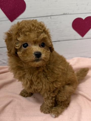トイプードル子犬