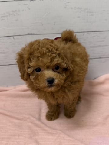 トイプードル子犬