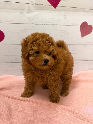 トイプードル子犬