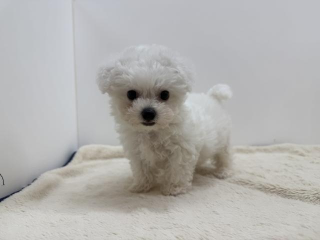 三重県のビションフリーゼ (ペットアミ 松阪店/2026年5月16日生まれ/男の子/ホワイト)の子犬の3枚目の画像