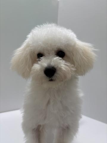 新潟県のハーフ犬・ミックス犬 (ペットアミ 加茂店/2026年2月6日生まれ/男の子/ホワイト)の子犬の2枚目の画像