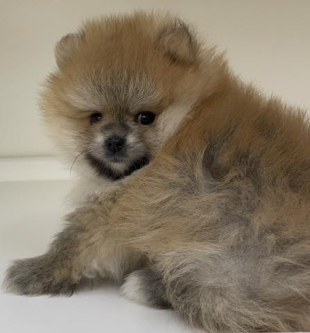 三重県のポメラニアン (ペットアミ 明和店/2026年4月8日生まれ/男の子/オレンジセーブル)の子犬の2枚目の画像
