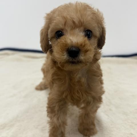 三重県のトイプードル(トイ) (ペットアミ 松阪店/2026年3月14日生まれ/男の子/レッド)の子犬の2枚目の画像